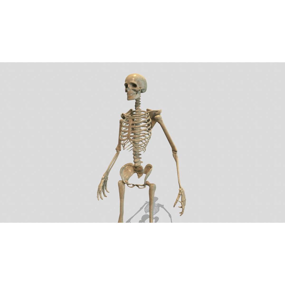 Rigged Skeleton 3D Model – Low Poly Animated Character, FBX - View 5