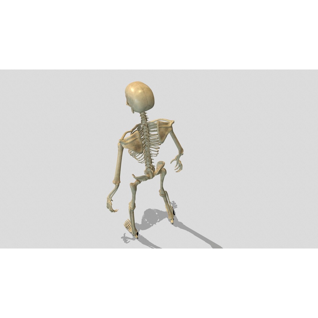 Rigged Skeleton 3D Model – Low Poly Animated Character, FBX - View 6