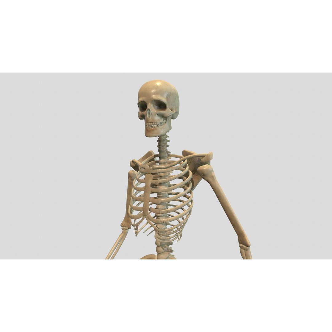 Rigged Skeleton 3D Model – Low Poly Animated Character, FBX - View 7