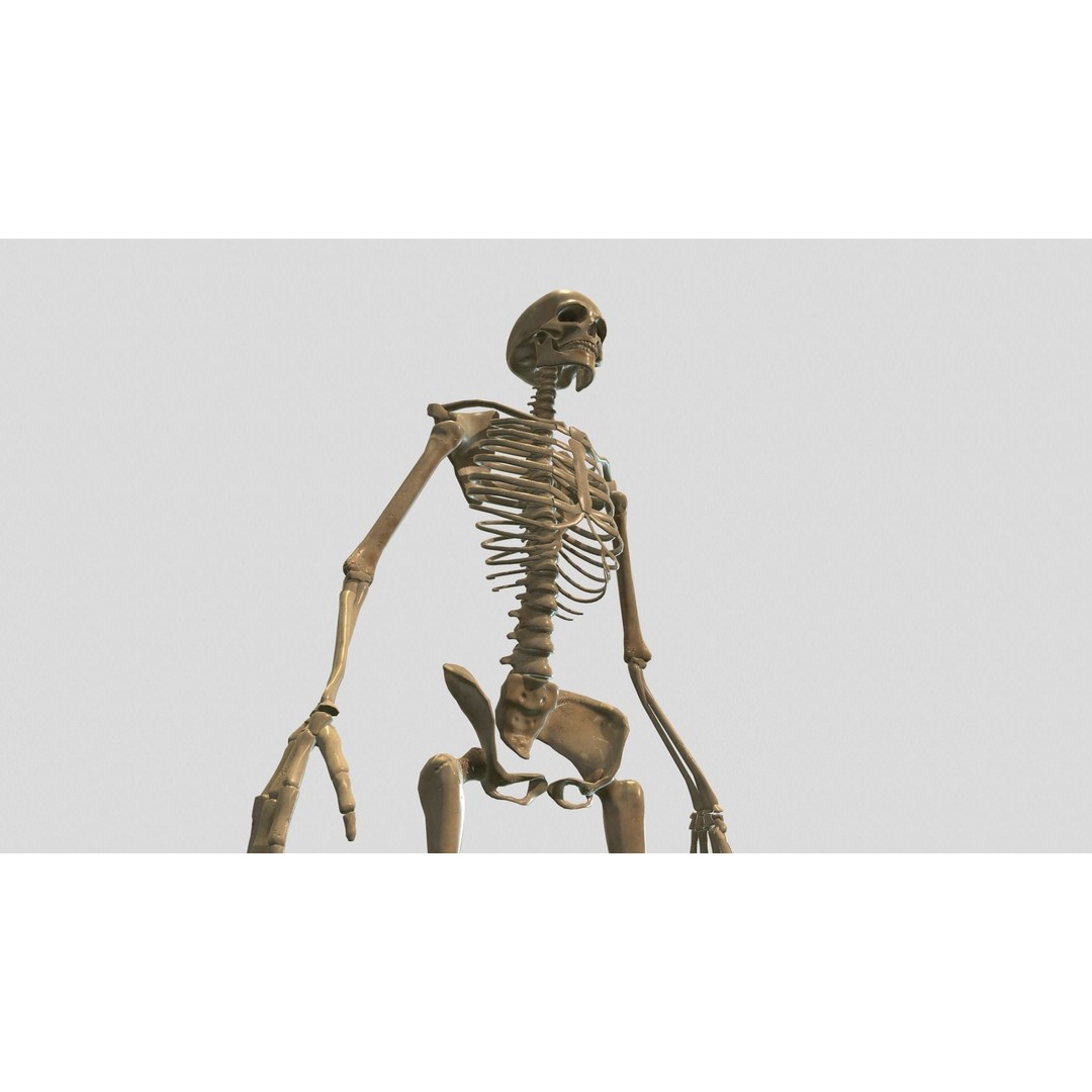 Rigged Skeleton 3D Model – Low Poly Animated Character, FBX - View 8