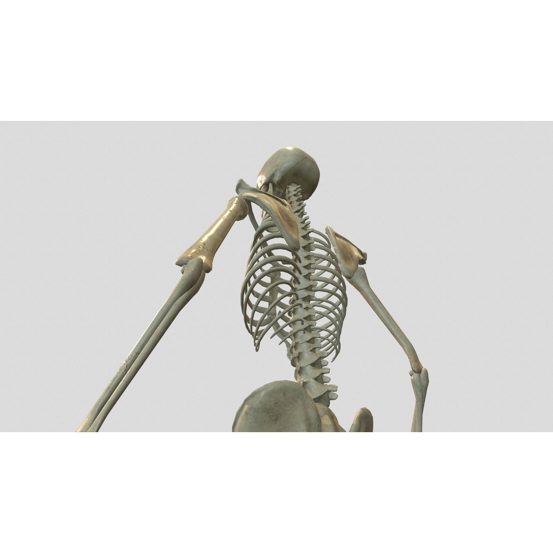 Rigged Skeleton 3D Model – Low Poly Animated Character, FBX - View 9