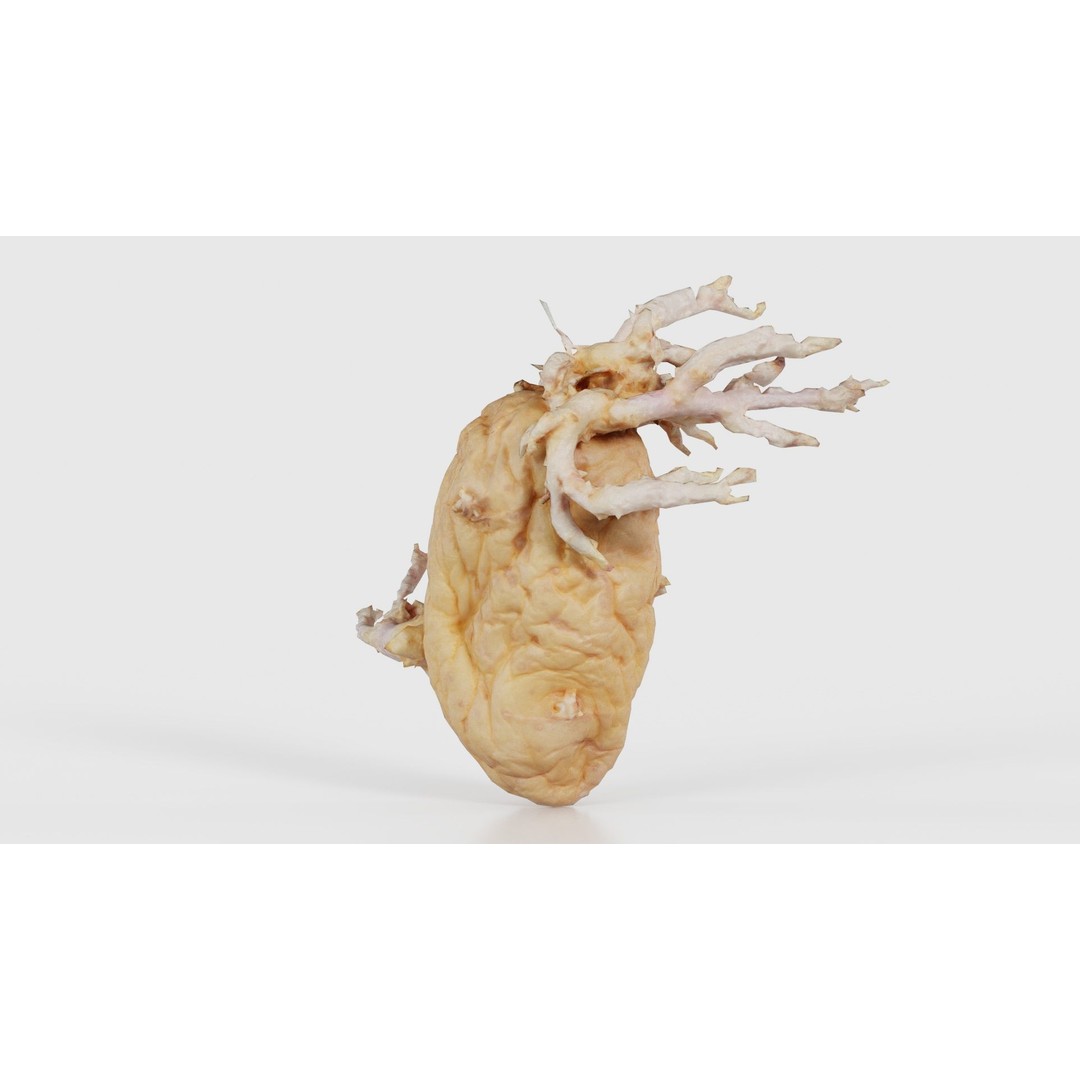 Shriveled Potato 3D Model – Low Poly Game Asset, FBX, Blender