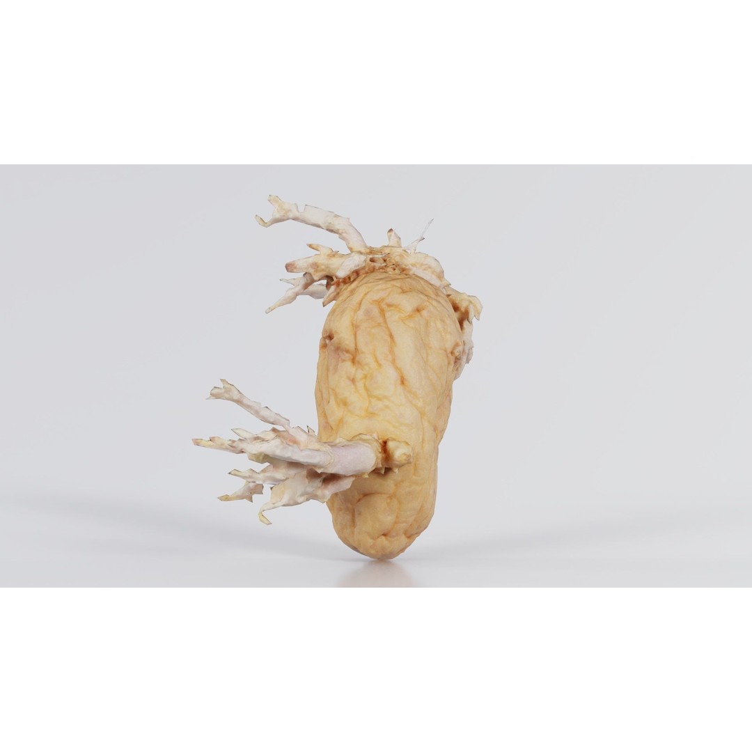 Shriveled Potato 3D Model – Low Poly Game Asset, FBX, Blender - View 10
