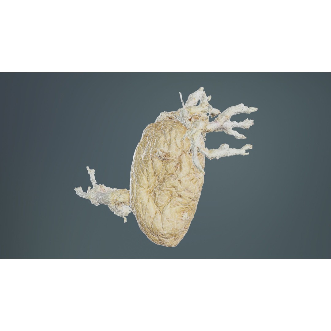 Shriveled Potato 3D Model – Low Poly Game Asset, FBX, Blender - View 11