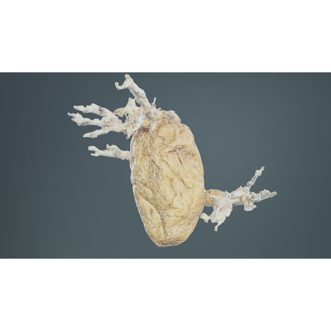 Shriveled Potato 3D Model – Low Poly Game Asset, FBX, Blender - View 12