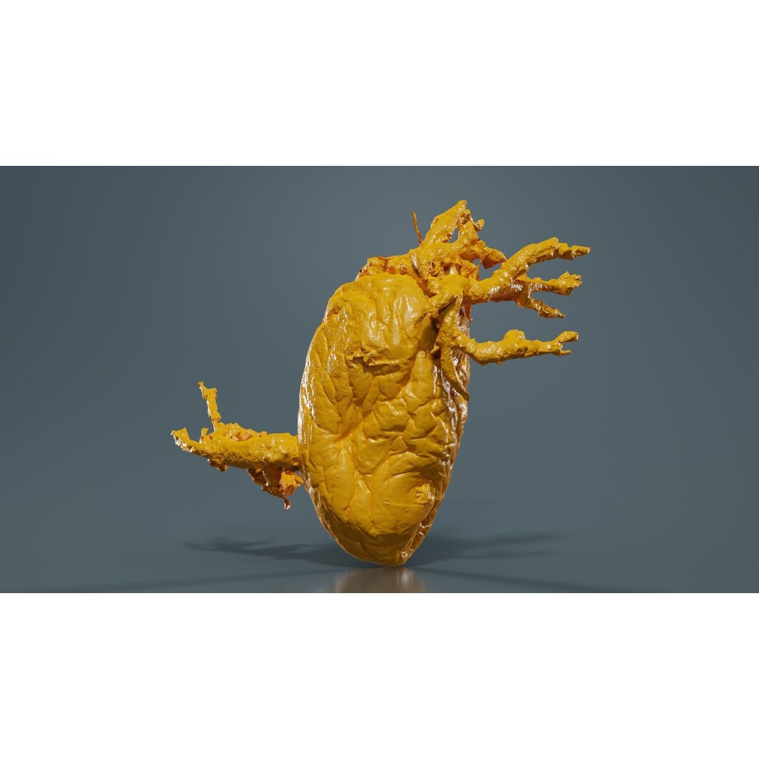 Shriveled Potato 3D Model – Low Poly Game Asset, FBX, Blender - View 14