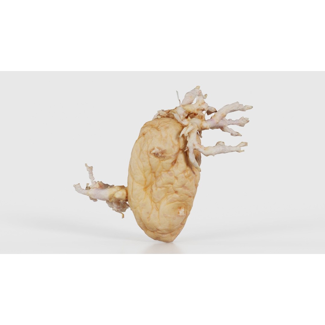 Shriveled Potato 3D Model – Low Poly Game Asset, FBX, Blender - View 17