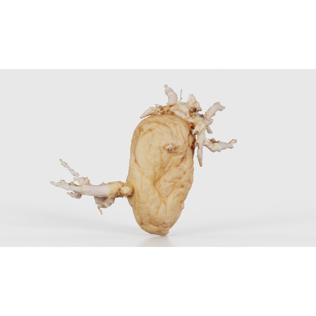 Shriveled Potato 3D Model – Low Poly Game Asset, FBX, Blender - View 18