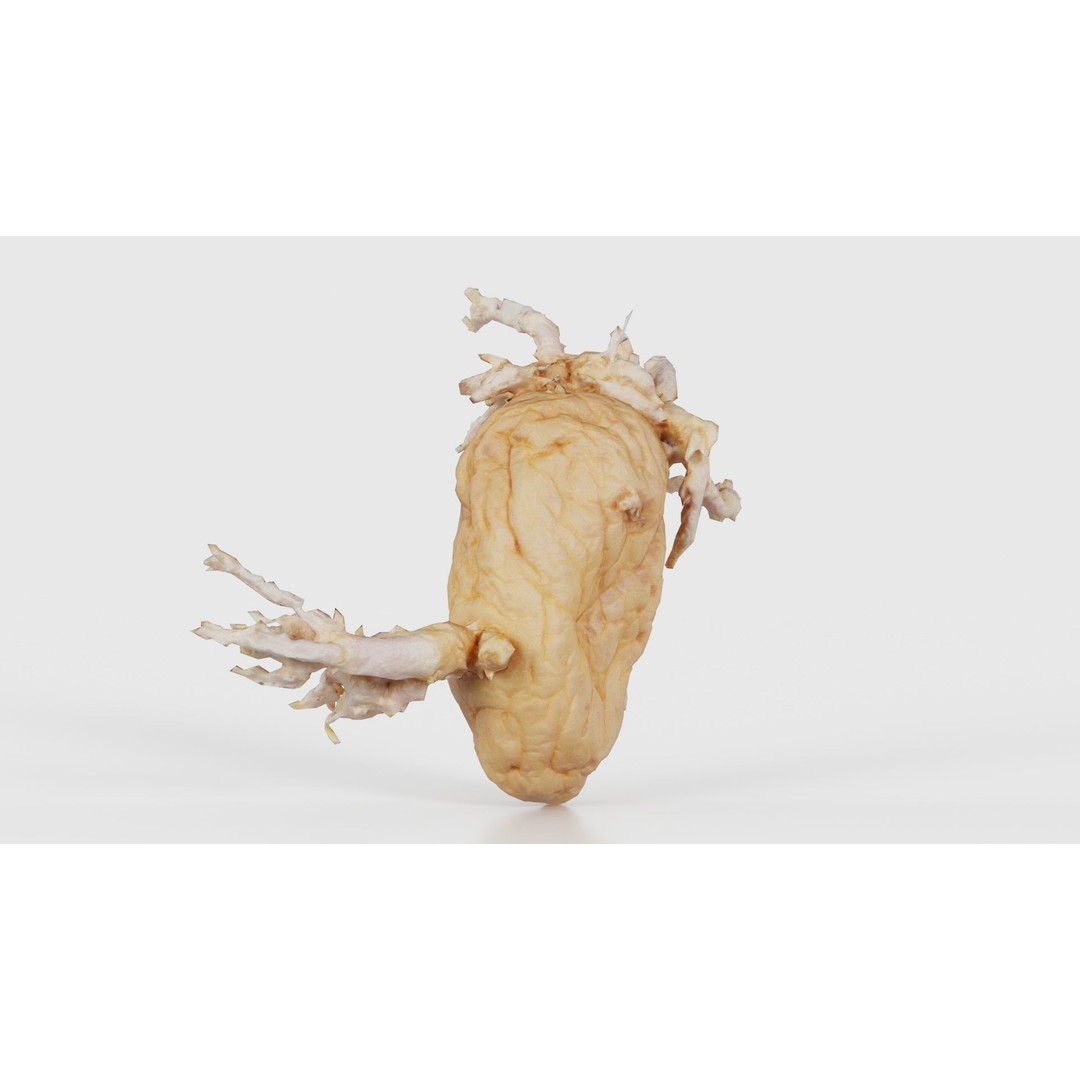 Shriveled Potato 3D Model – Low Poly Game Asset, FBX, Blender - View 19