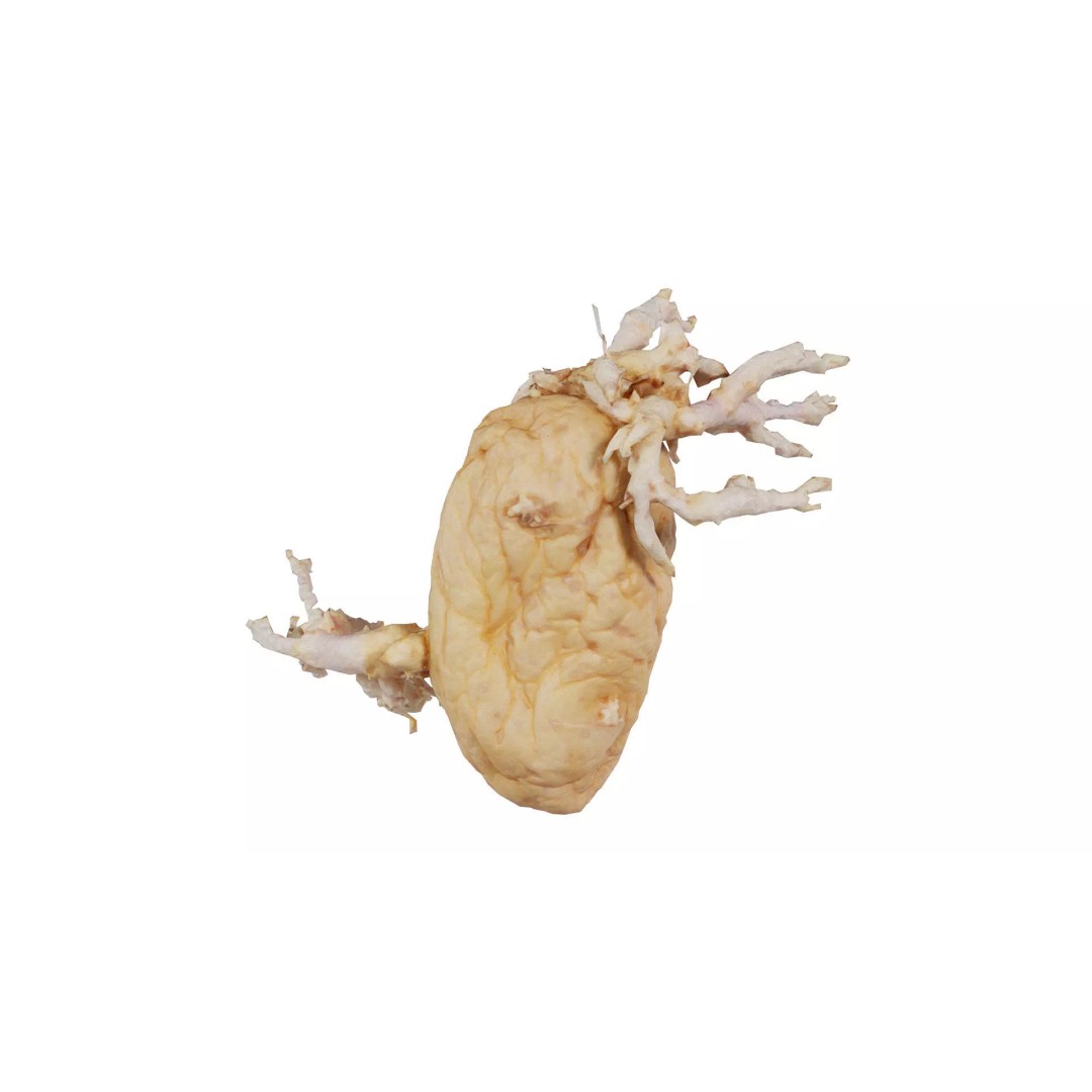 Shriveled Potato 3D Model – Low Poly Game Asset, FBX, Blender - View 2