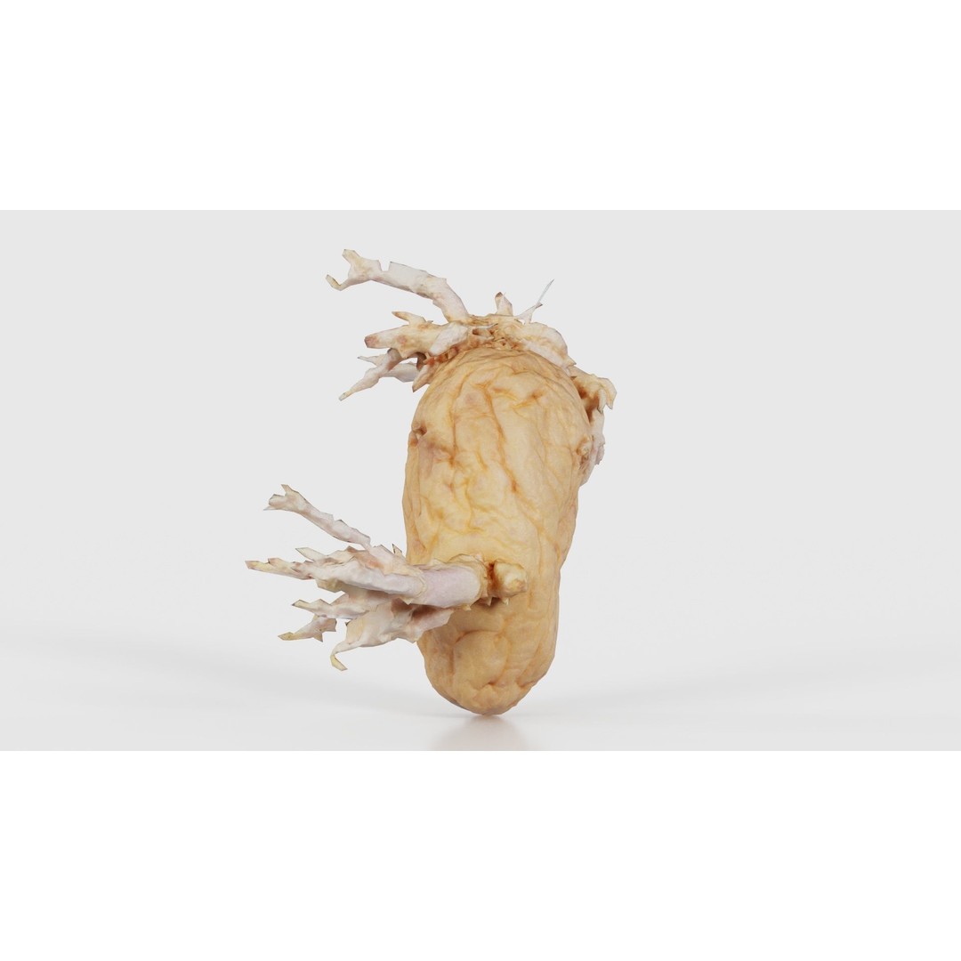 Shriveled Potato 3D Model – Low Poly Game Asset, FBX, Blender - View 20