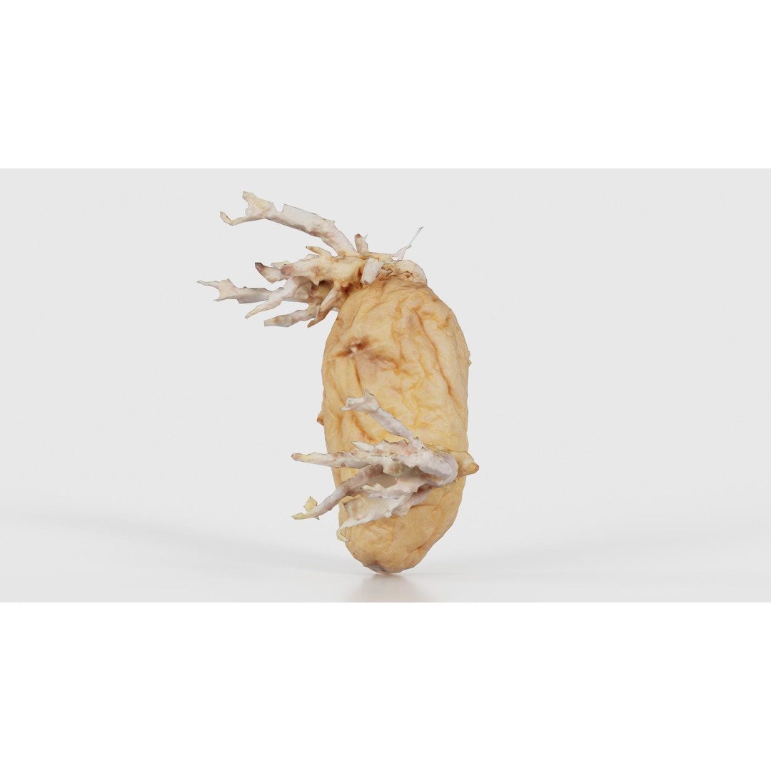Shriveled Potato 3D Model – Low Poly Game Asset, FBX, Blender - View 21