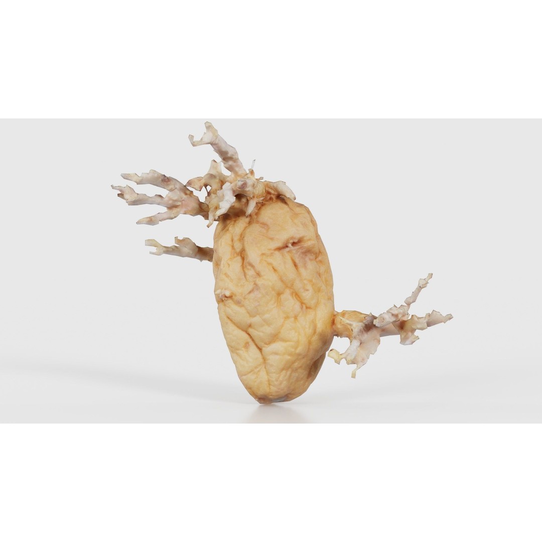 Shriveled Potato 3D Model – Low Poly Game Asset, FBX, Blender - View 23