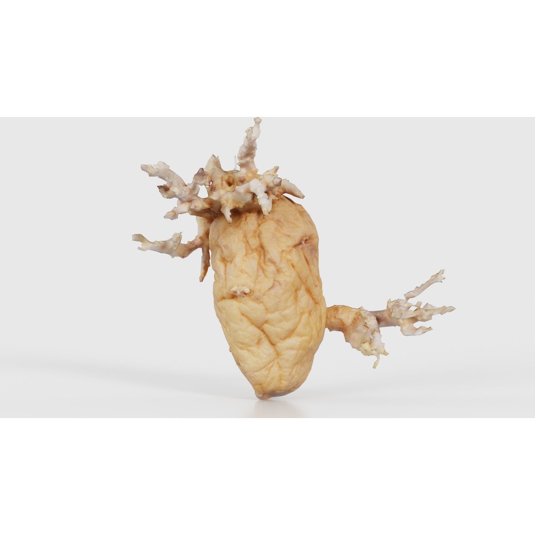 Shriveled Potato 3D Model – Low Poly Game Asset, FBX, Blender - View 24