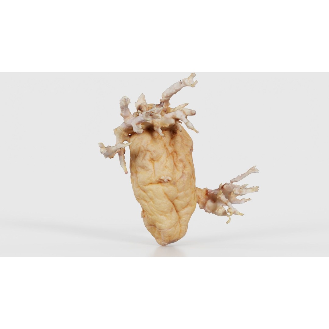 Shriveled Potato 3D Model – Low Poly Game Asset, FBX, Blender - View 25