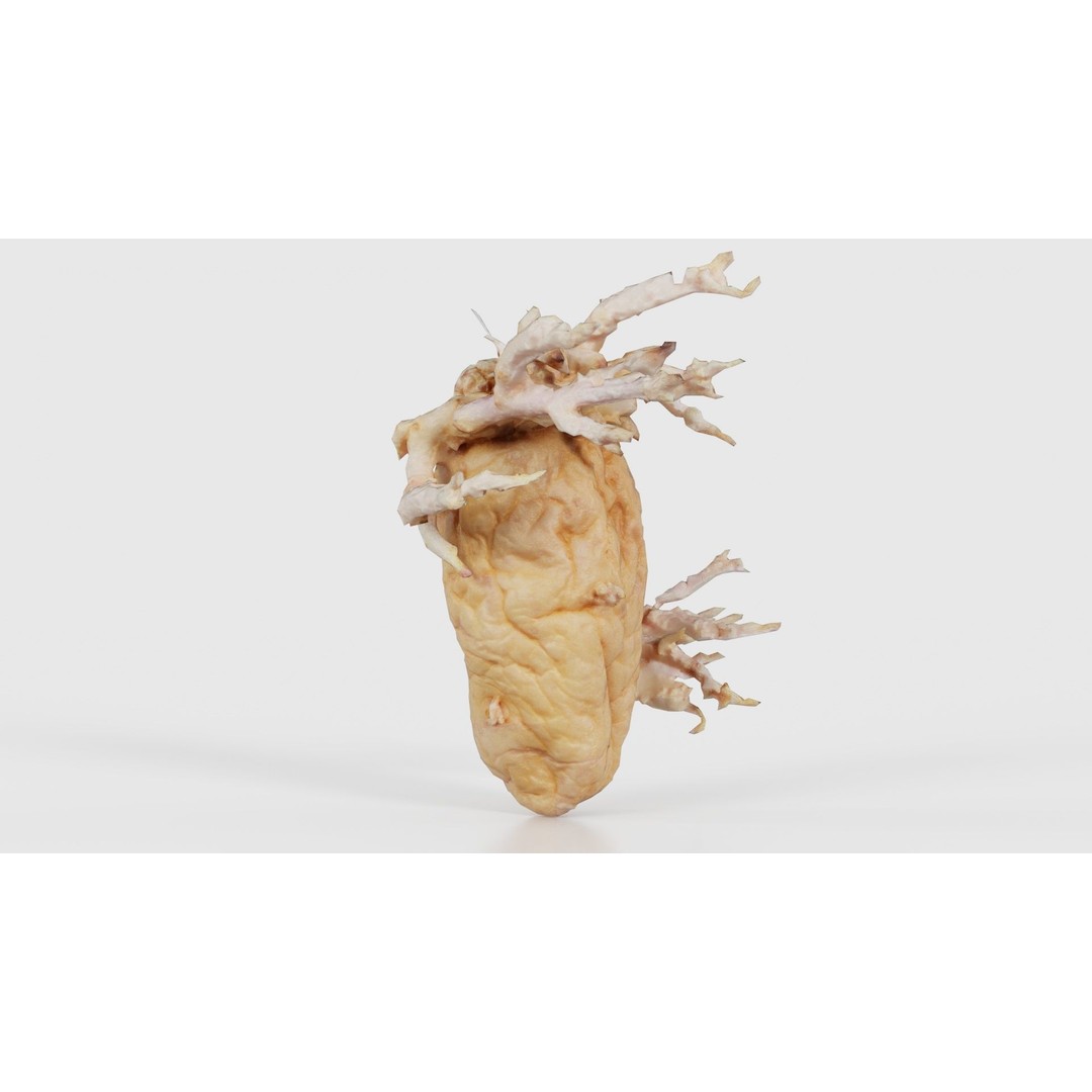 Shriveled Potato 3D Model – Low Poly Game Asset, FBX, Blender - View 26