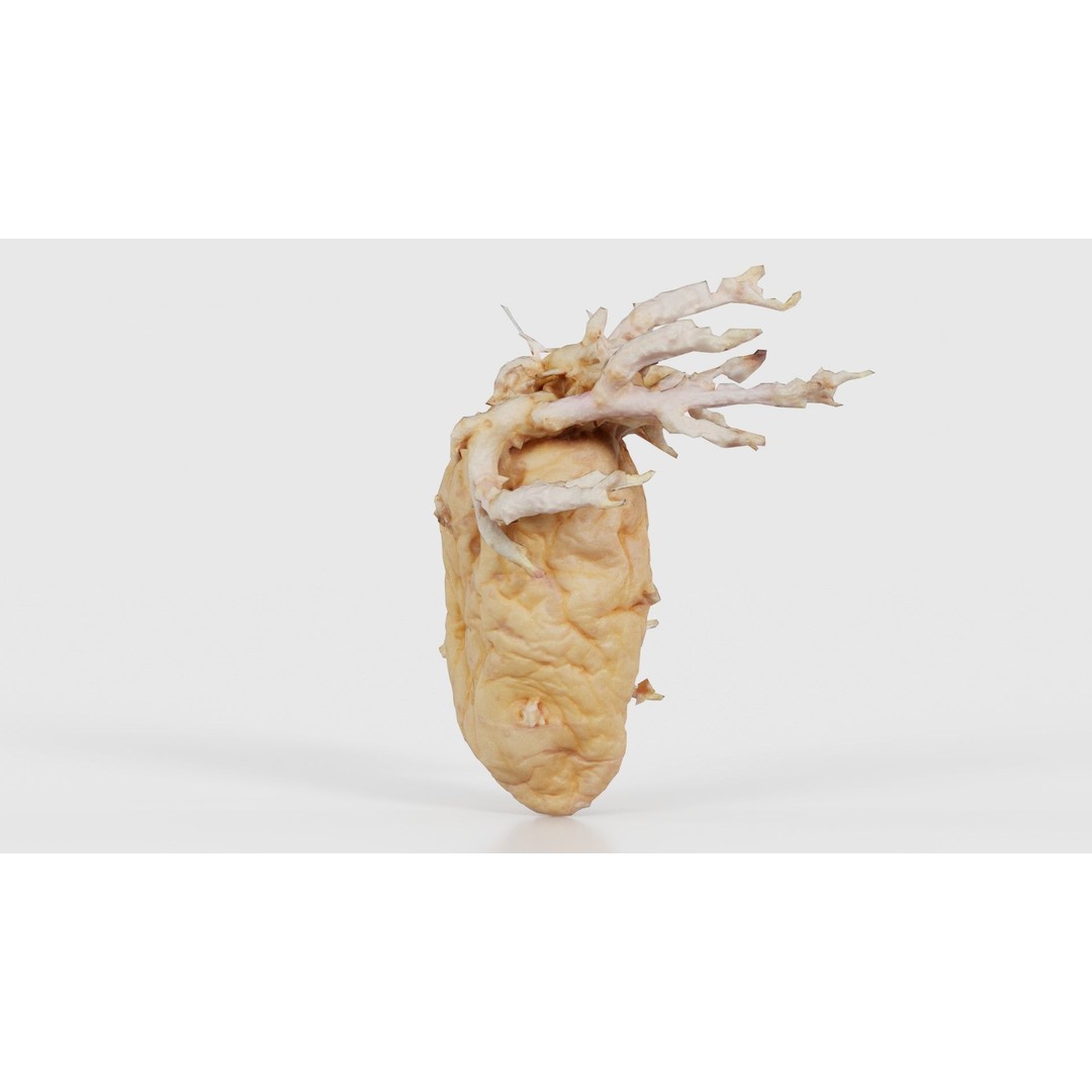 Shriveled Potato 3D Model – Low Poly Game Asset, FBX, Blender - View 27