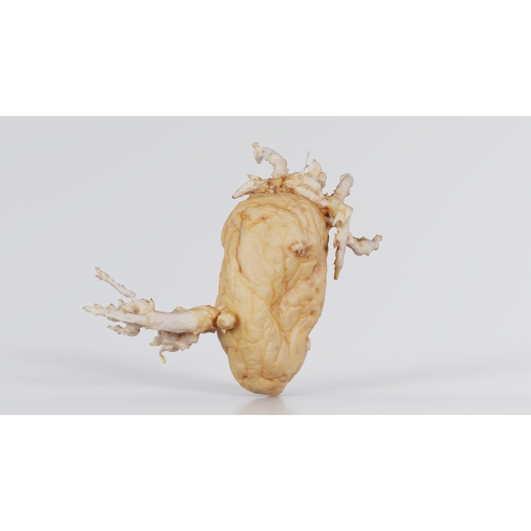 Shriveled Potato 3D Model – Low Poly Game Asset, FBX, Blender - View 3
