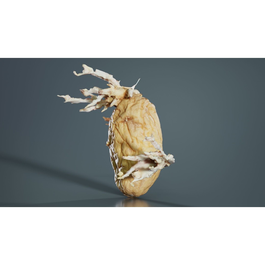 Shriveled Potato 3D Model – Low Poly Game Asset, FBX, Blender - View 4