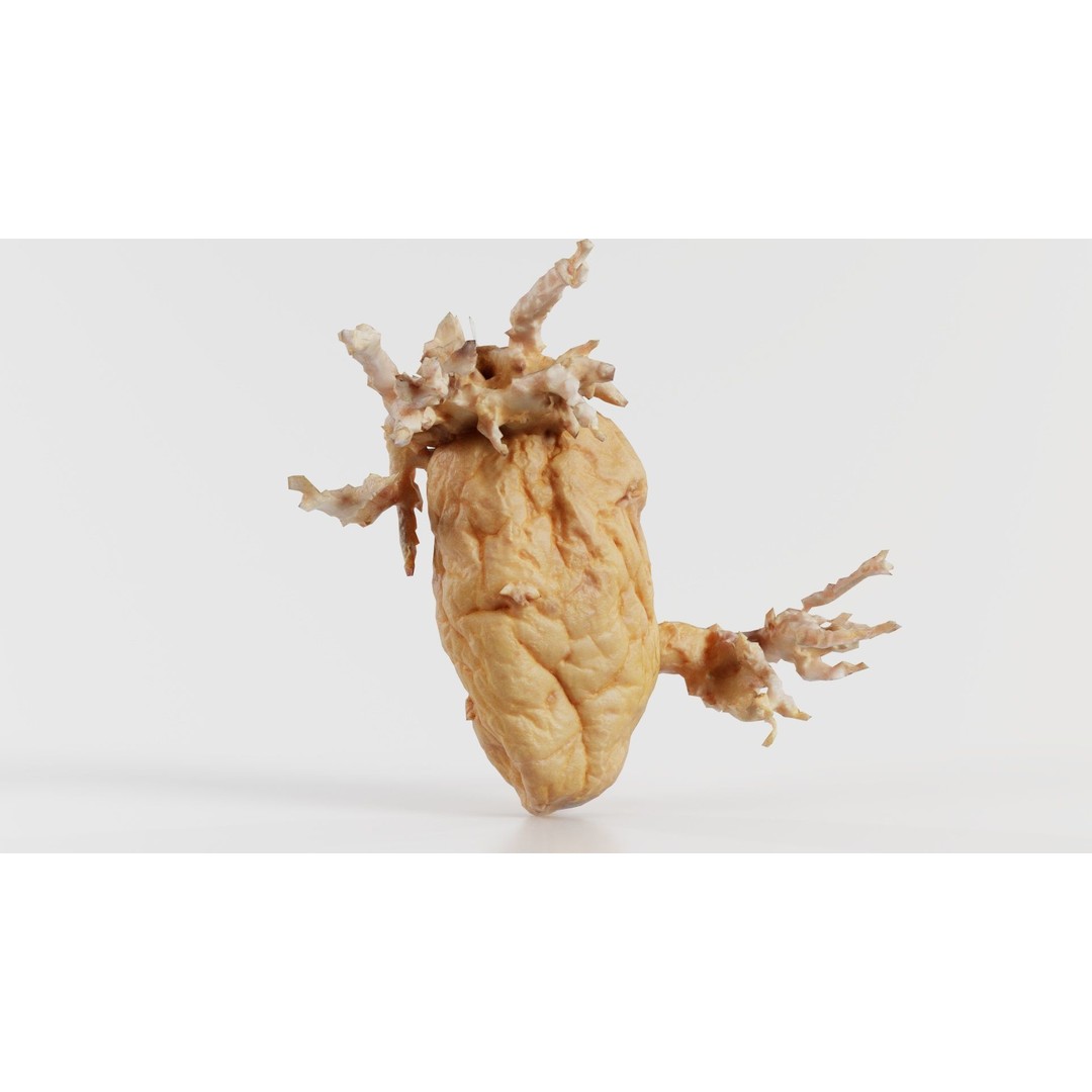Shriveled Potato 3D Model – Low Poly Game Asset, FBX, Blender - View 5