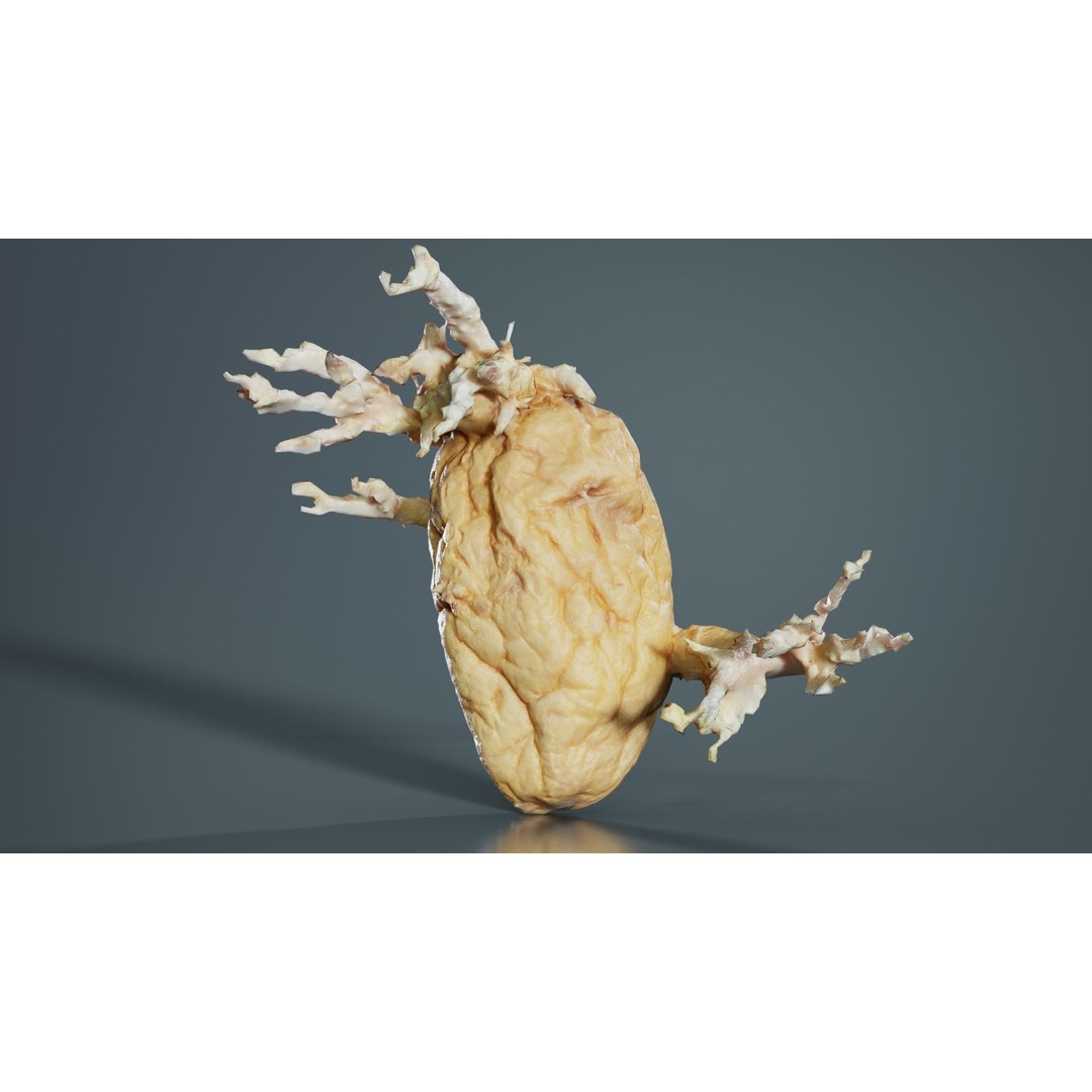 Shriveled Potato 3D Model – Low Poly Game Asset, FBX, Blender - View 6