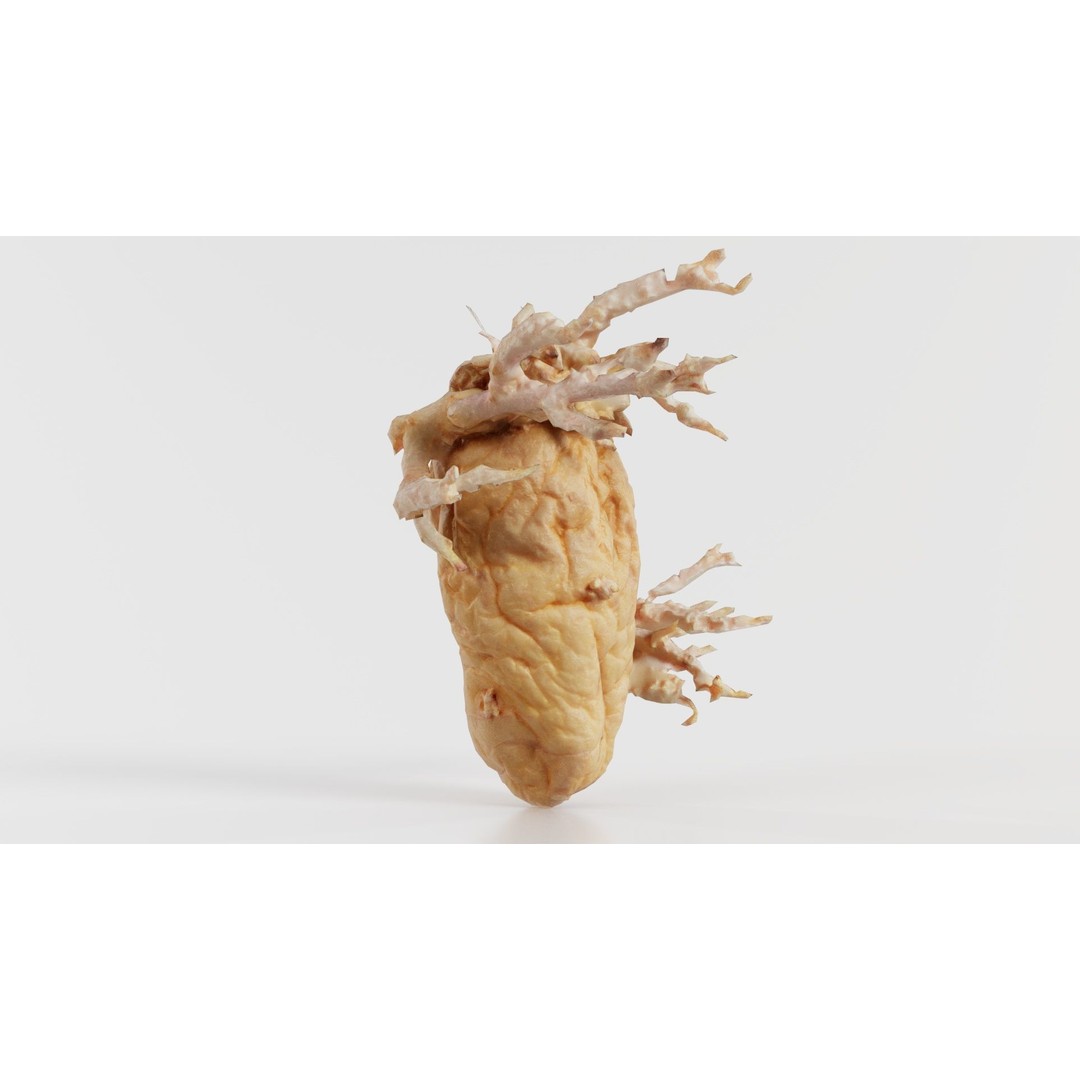 Shriveled Potato 3D Model – Low Poly Game Asset, FBX, Blender - View 7