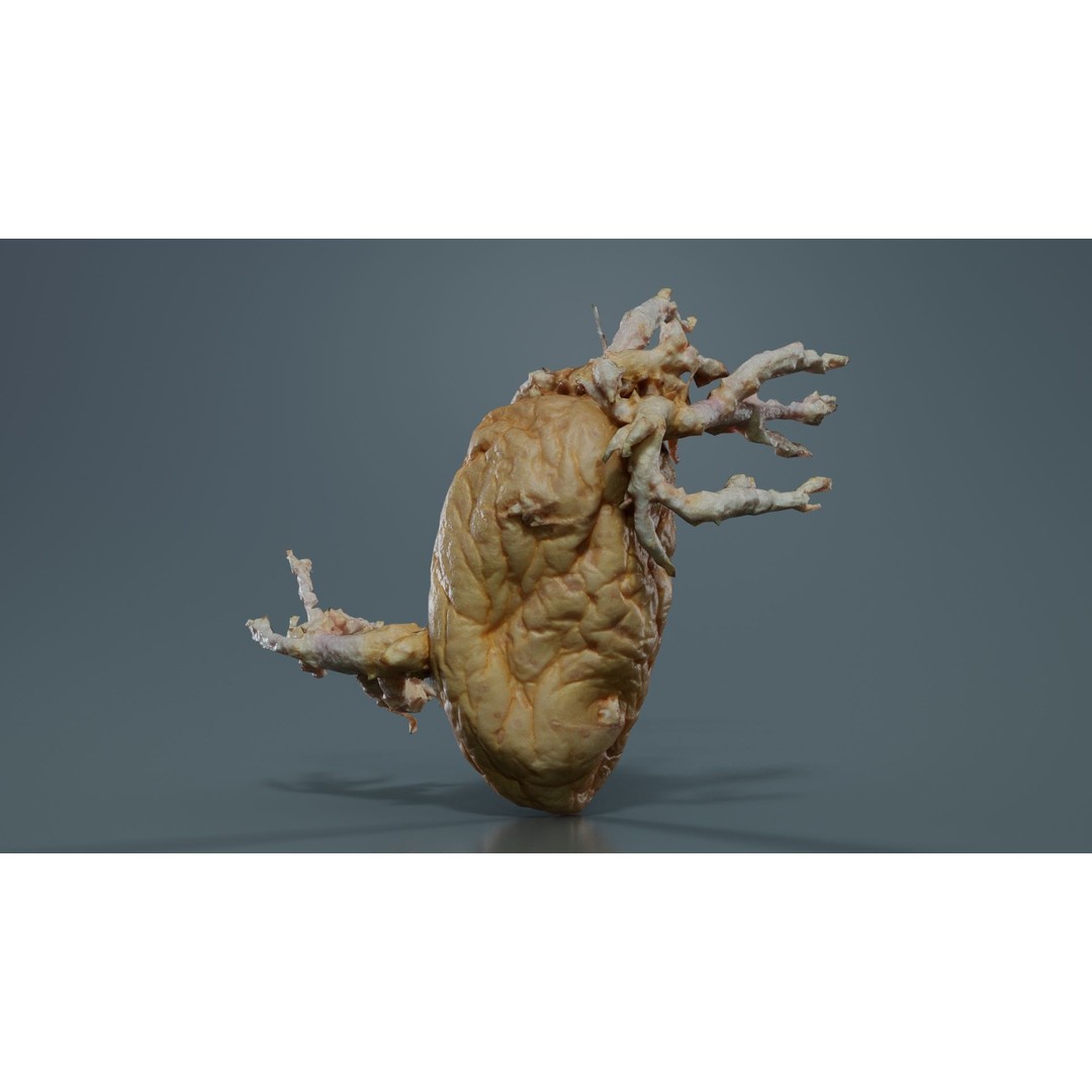Shriveled Potato 3D Model – Low Poly Game Asset, FBX, Blender - View 8
