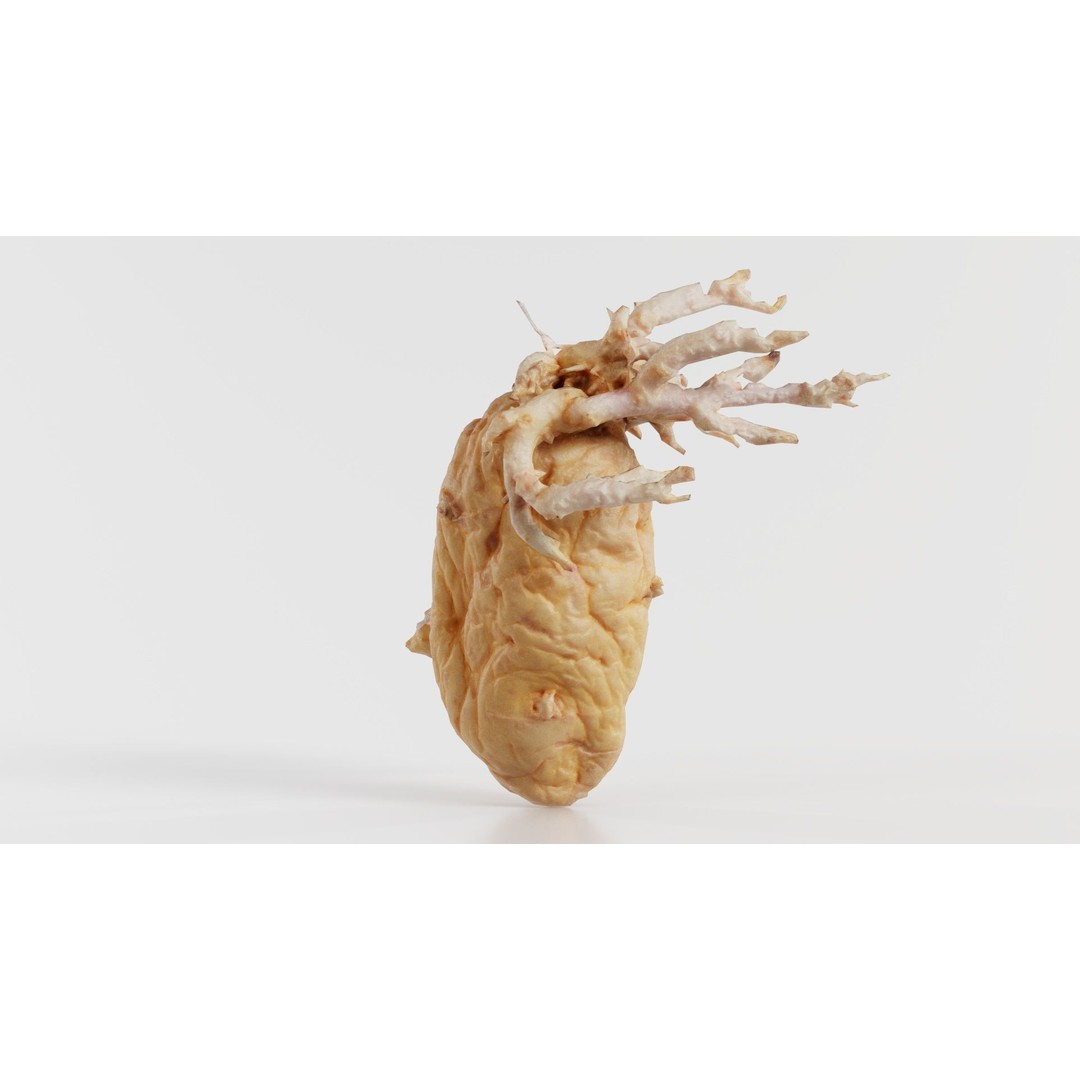 Shriveled Potato 3D Model – Low Poly Game Asset, FBX, Blender - View 9
