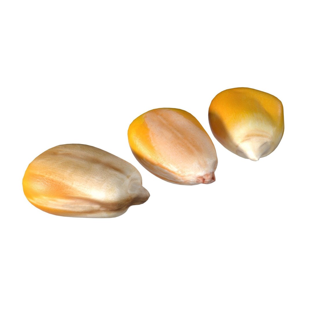 Coorn Seeds 3D Model – Low Poly Game Asset, Blender, FBX, OBJ - View 6