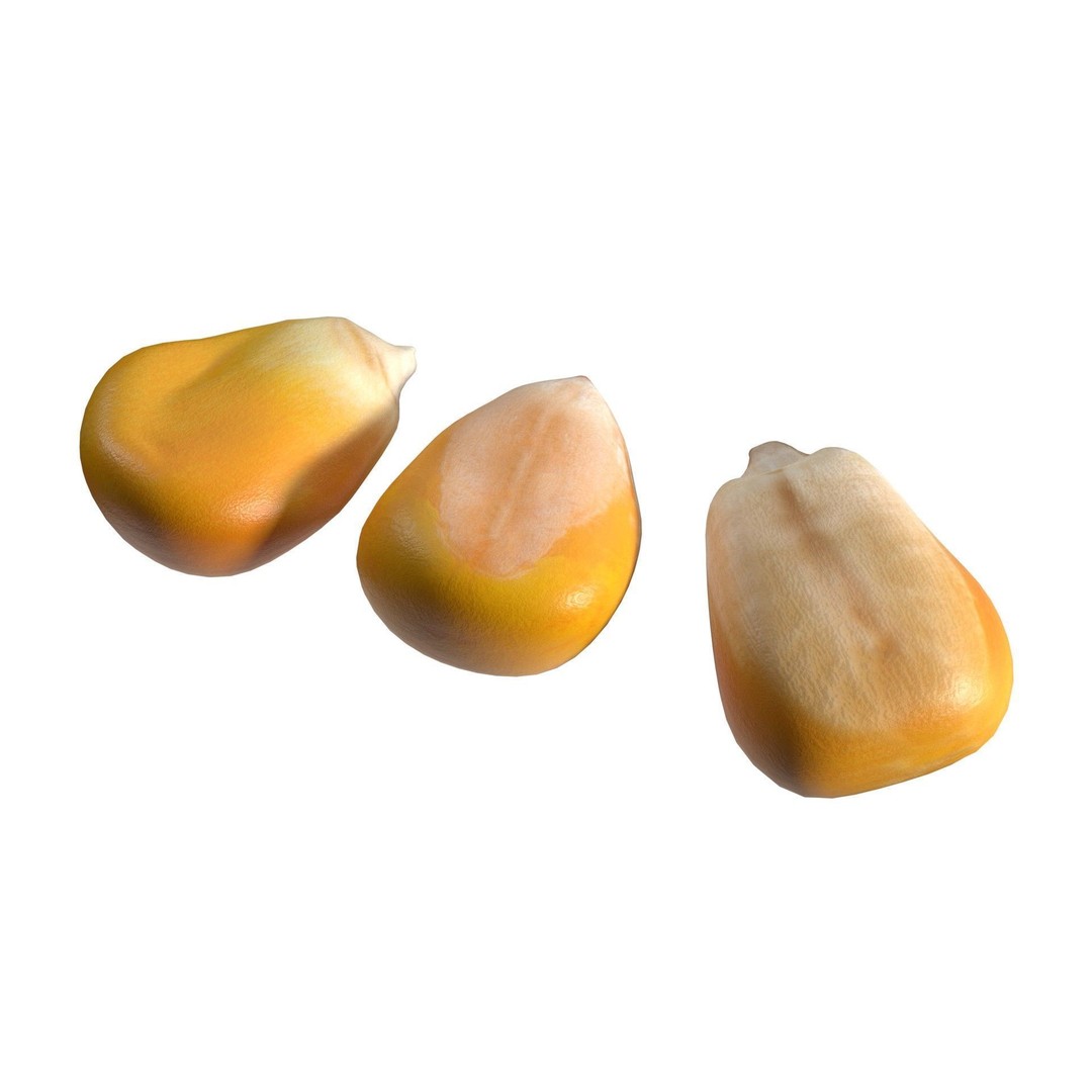 Coorn Seeds 3D Model – Low Poly Game Asset, Blender, FBX, OBJ - View 7