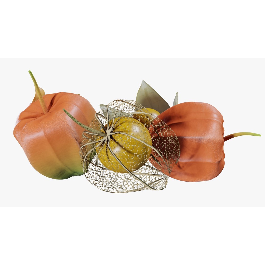 Alkekengi Officinarum 3D Model – Realistic PBR Textures, FBX, OBJ - View 11