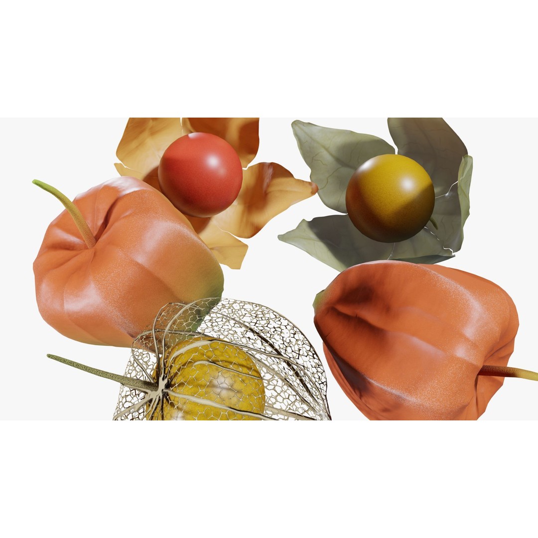 Alkekengi Officinarum 3D Model – Realistic PBR Textures, FBX, OBJ - View 12