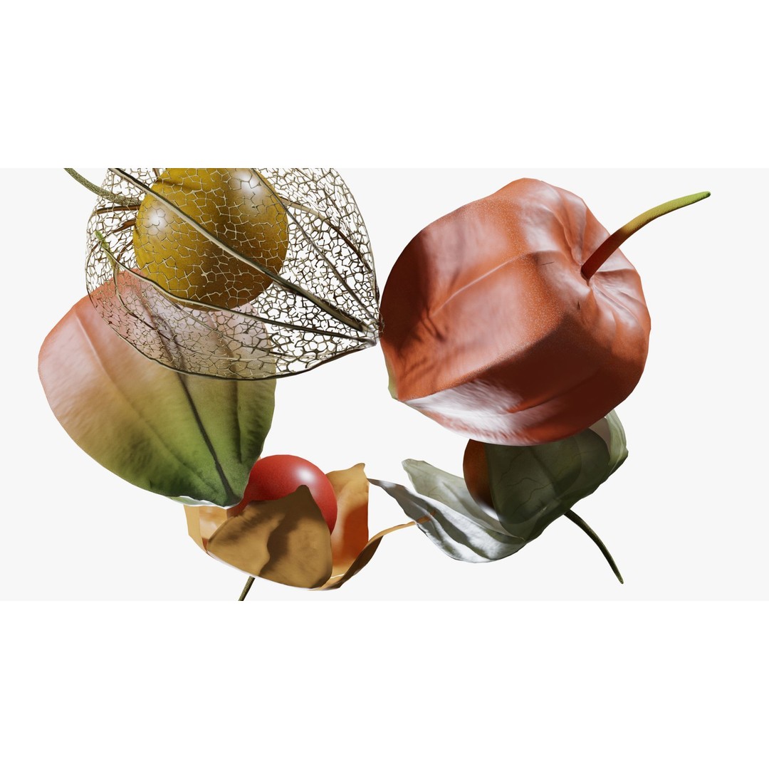 Alkekengi Officinarum 3D Model – Realistic PBR Textures, FBX, OBJ - View 13