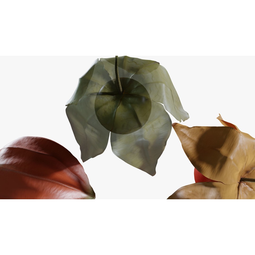 Alkekengi Officinarum 3D Model – Realistic PBR Textures, FBX, OBJ - View 15