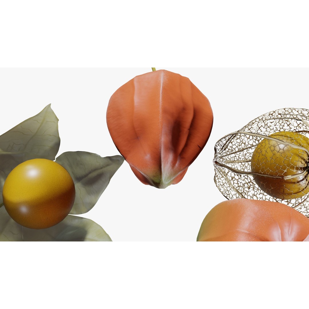 Alkekengi Officinarum 3D Model – Realistic PBR Textures, FBX, OBJ - View 17