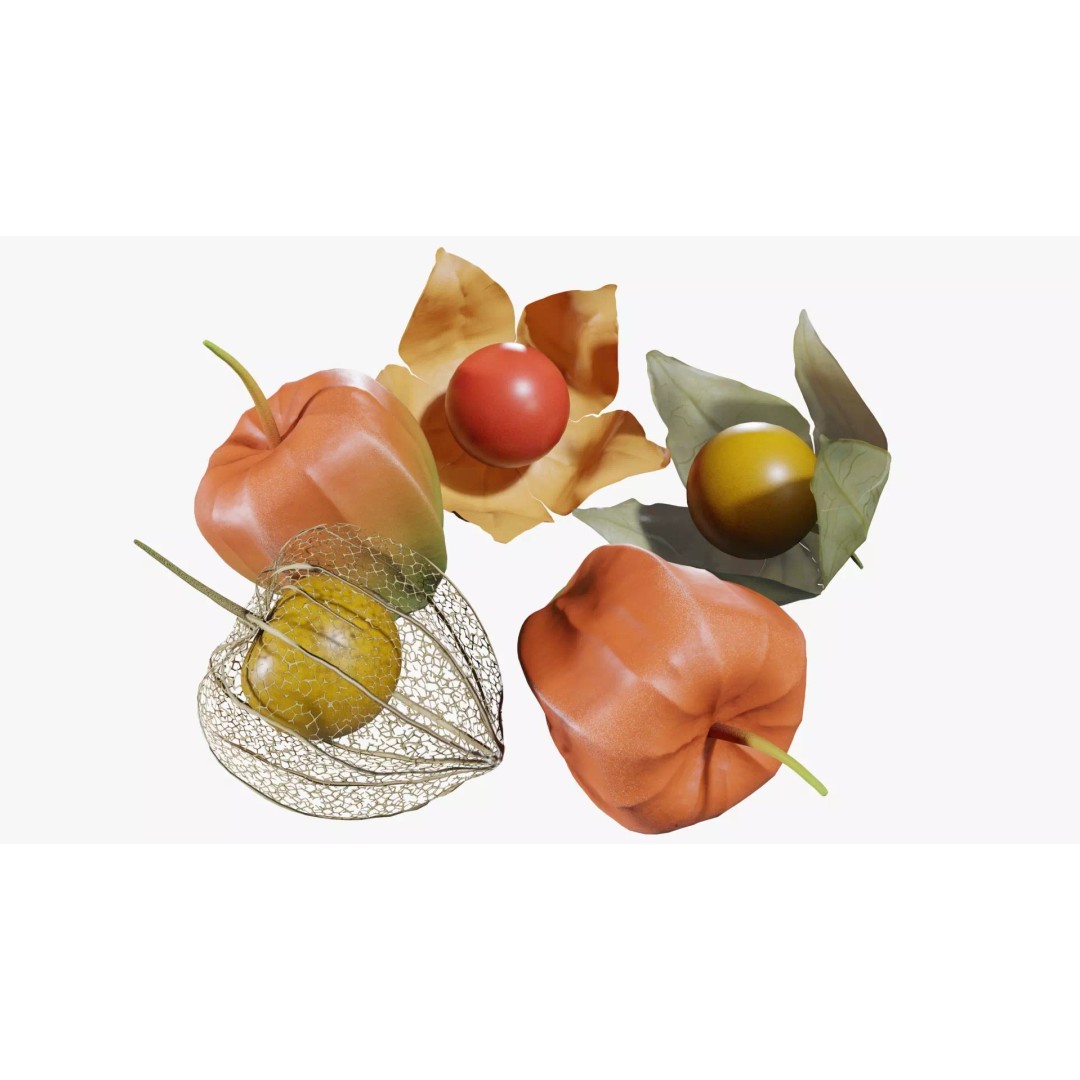 Alkekengi Officinarum 3D Model – Realistic PBR Textures, FBX, OBJ - View 2