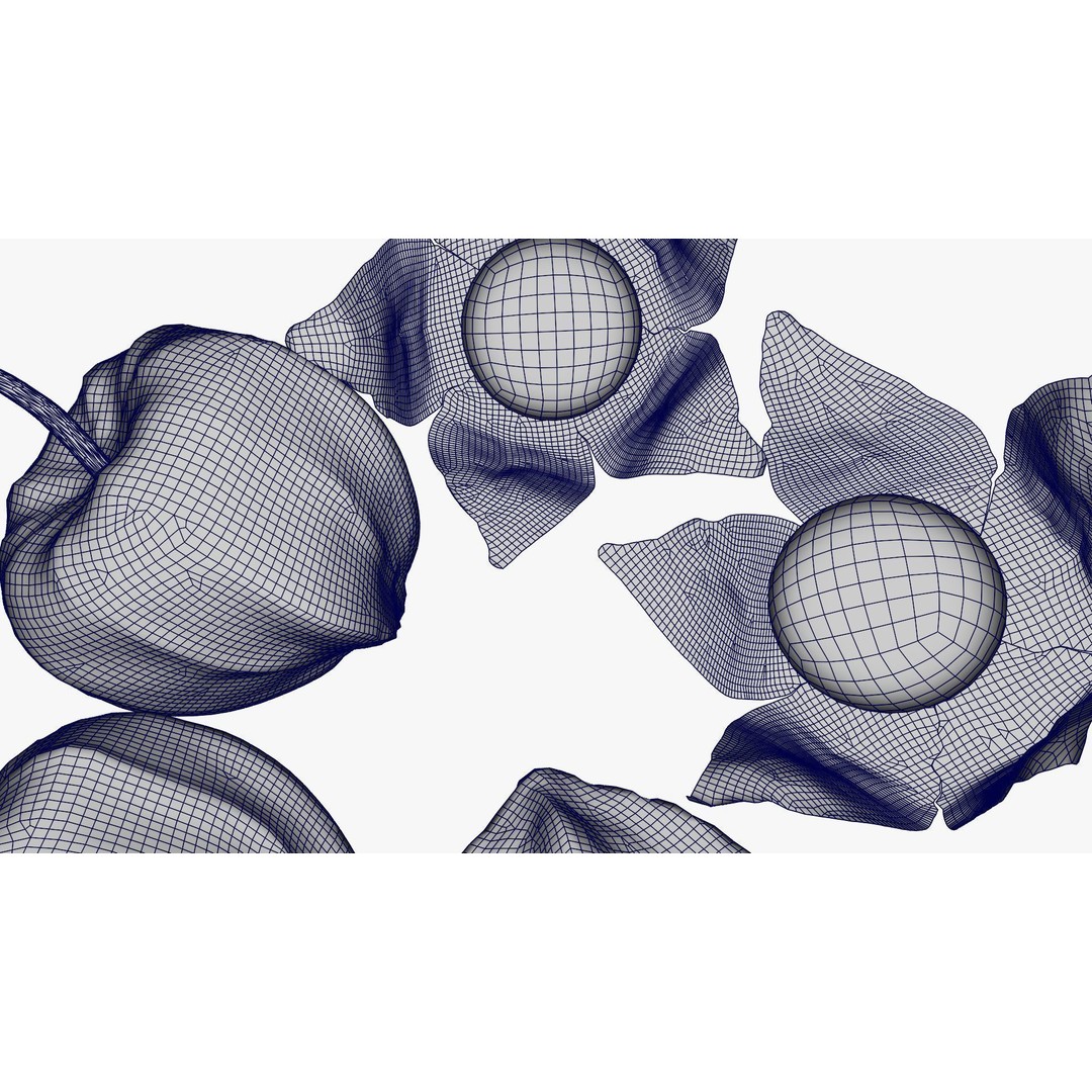 Alkekengi Officinarum 3D Model – Realistic PBR Textures, FBX, OBJ - View 26