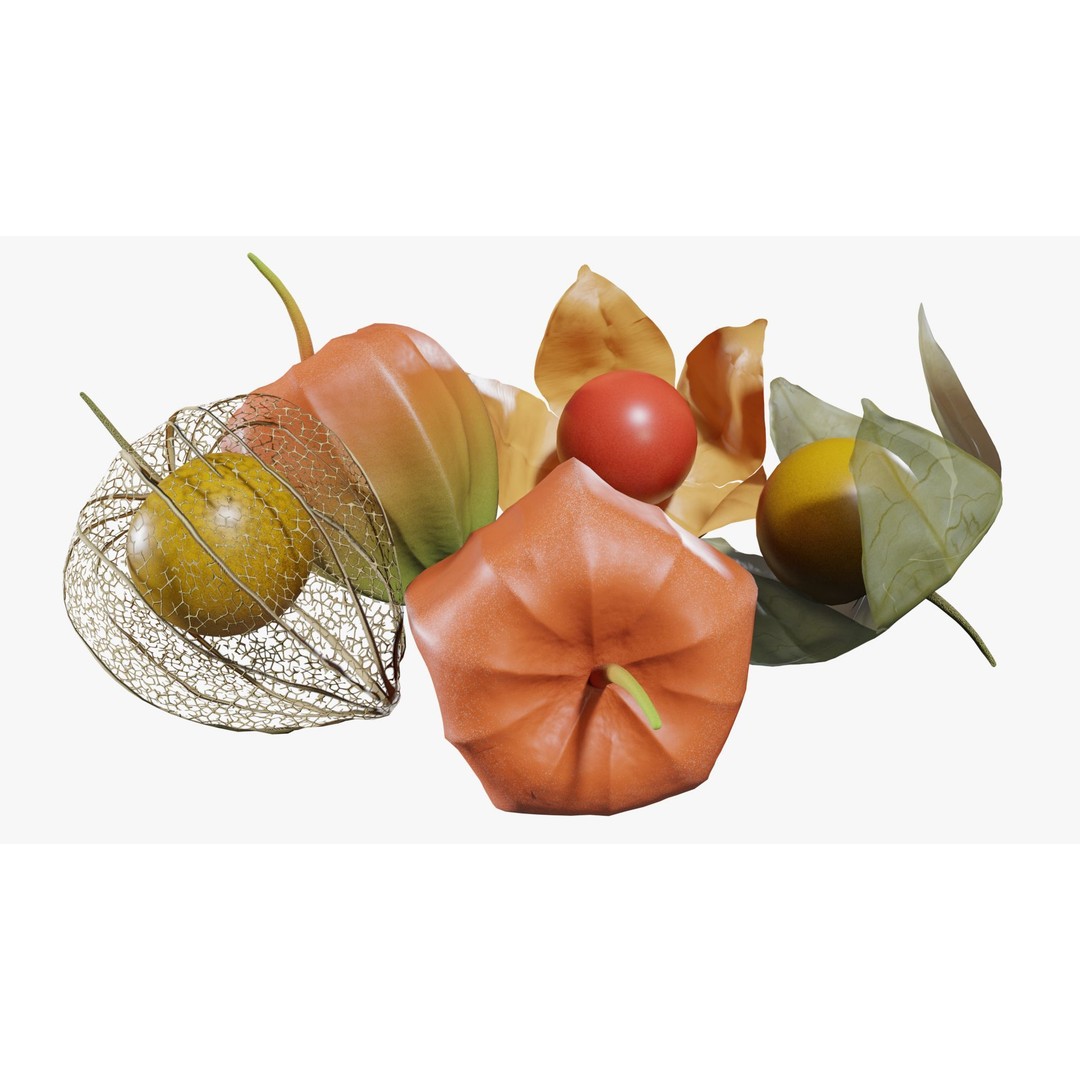 Alkekengi Officinarum 3D Model – Realistic PBR Textures, FBX, OBJ - View 4