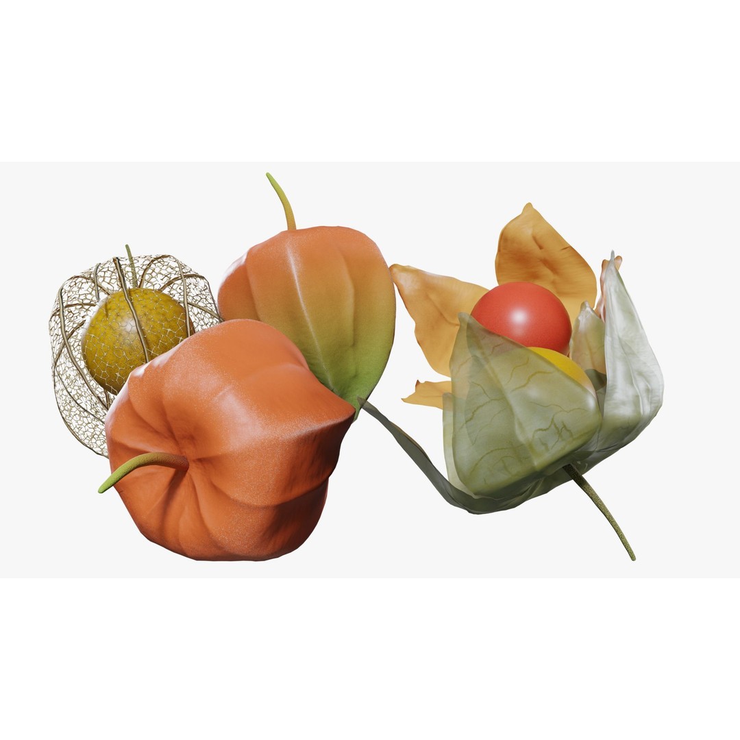 Alkekengi Officinarum 3D Model – Realistic PBR Textures, FBX, OBJ - View 5