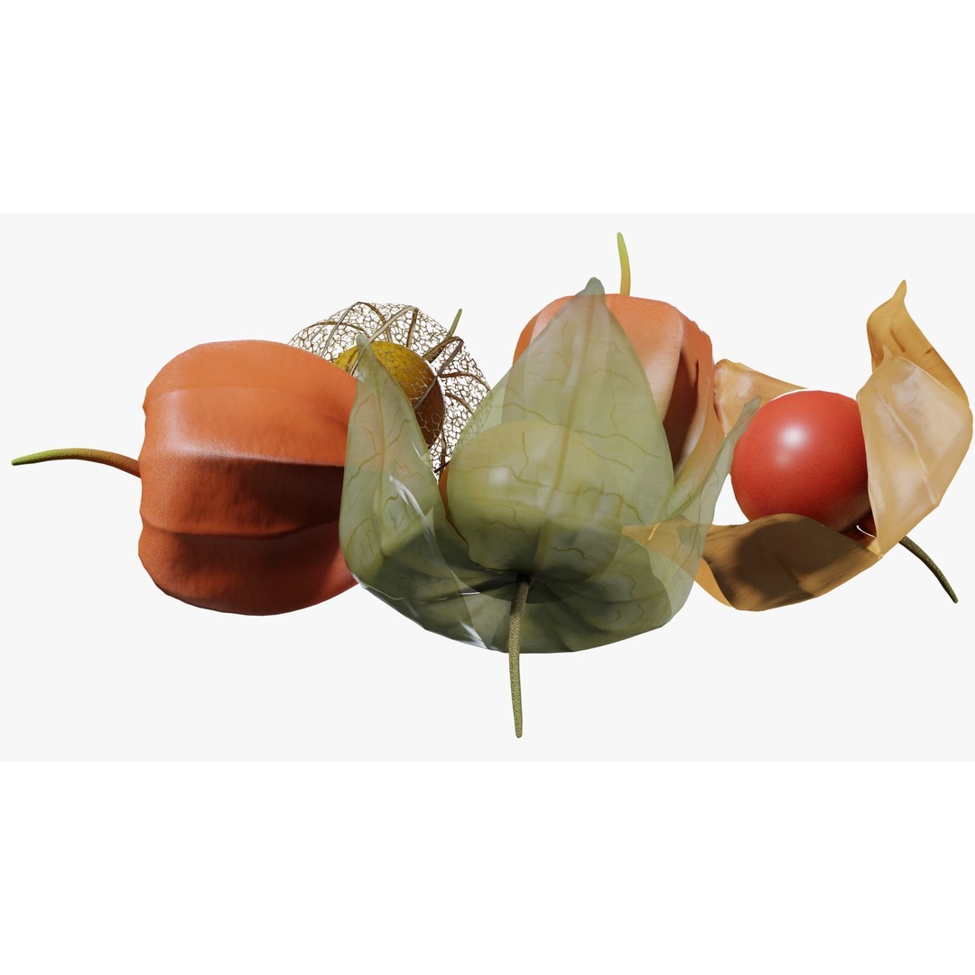 Alkekengi Officinarum 3D Model – Realistic PBR Textures, FBX, OBJ - View 6