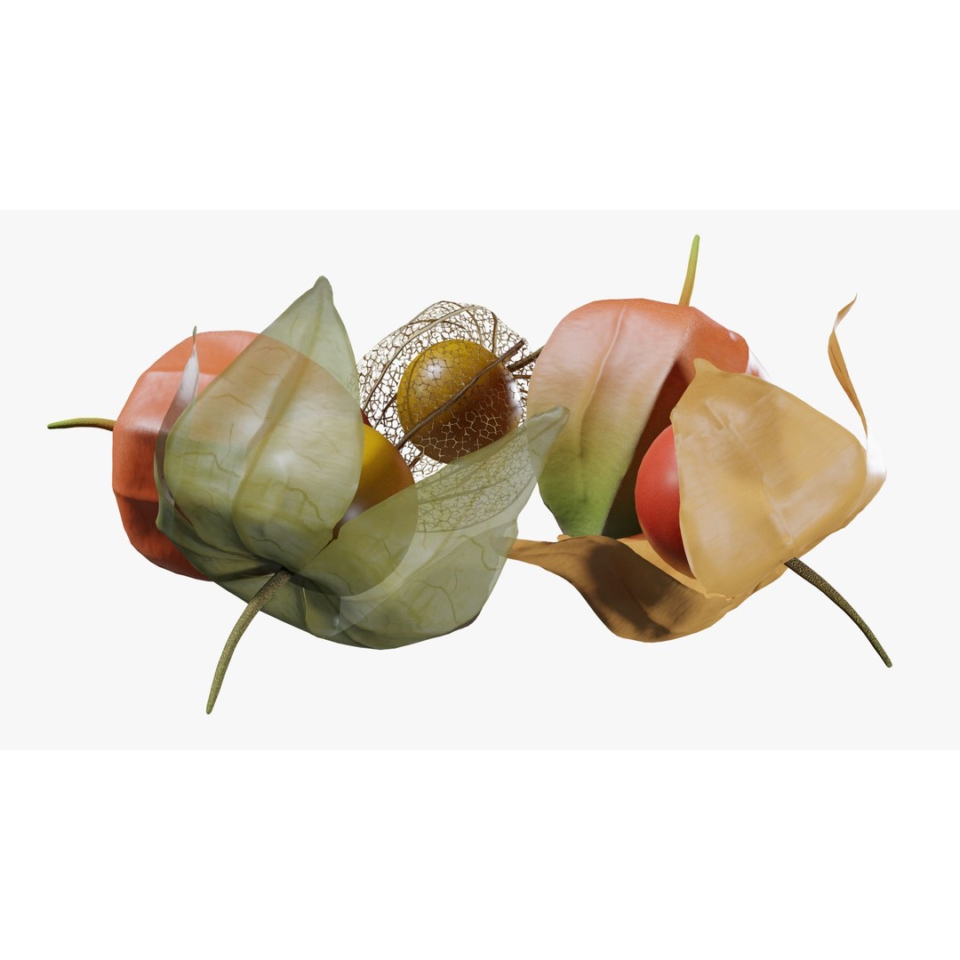 Alkekengi Officinarum 3D Model – Realistic PBR Textures, FBX, OBJ - View 7