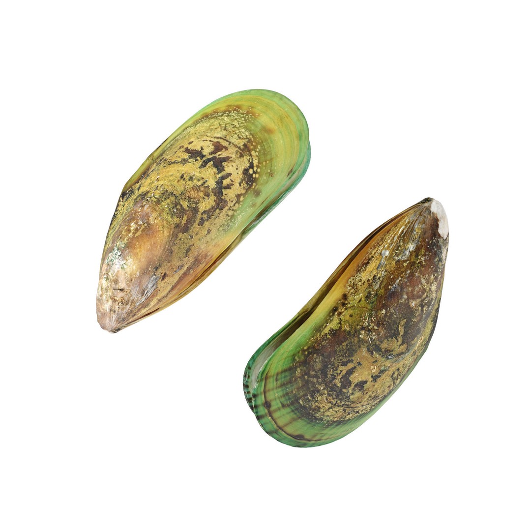 Mussel Green Shell 3D Model – High Poly Photogrammetry Asset, FBX/OBJ - View 10