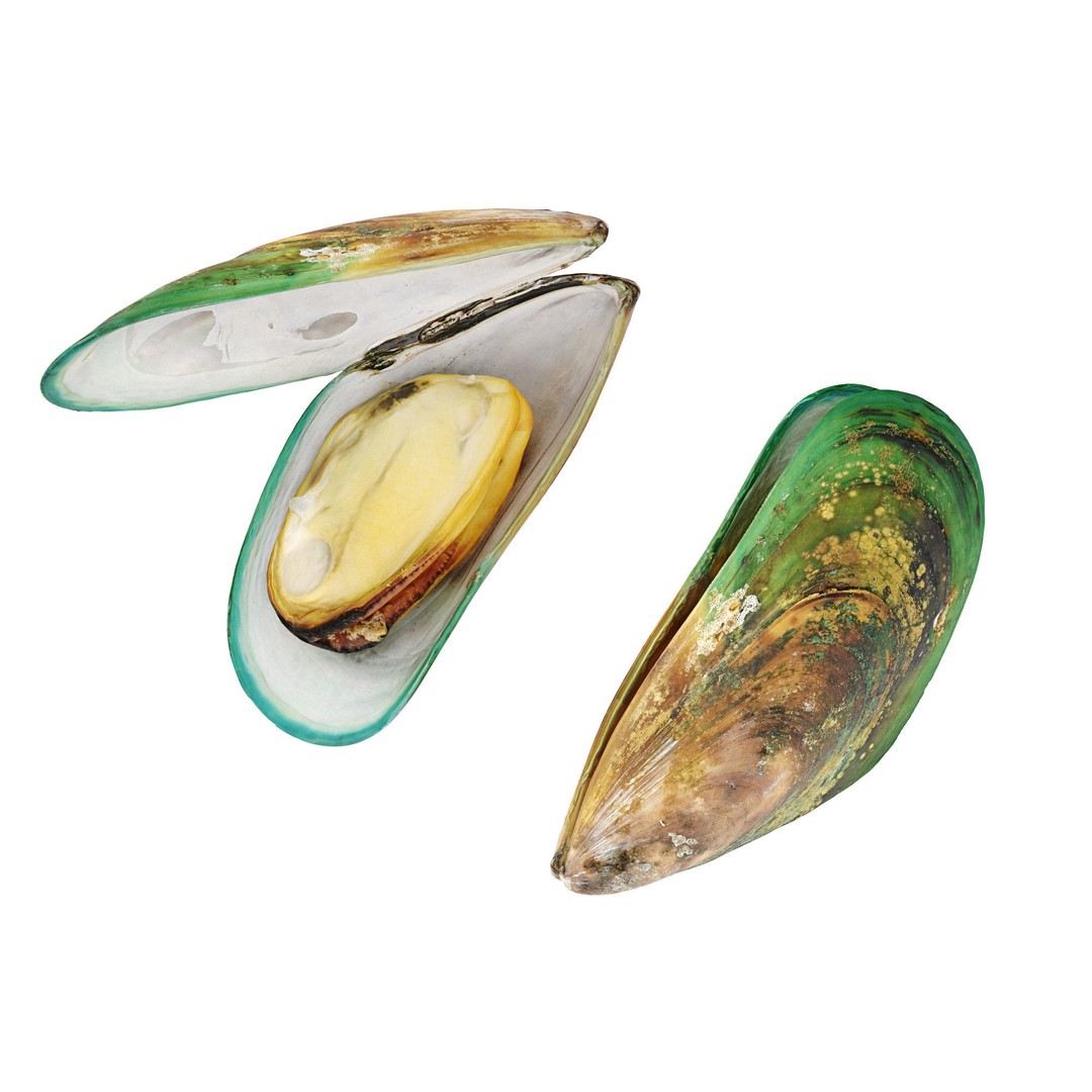 Mussel Green Shell 3D Model – High Poly Photogrammetry Asset, FBX/OBJ - View 11