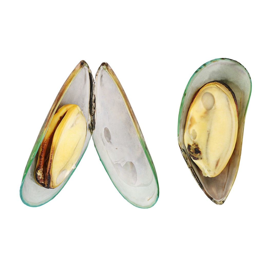 Mussel Green Shell 3D Model – High Poly Photogrammetry Asset, FBX/OBJ - View 12