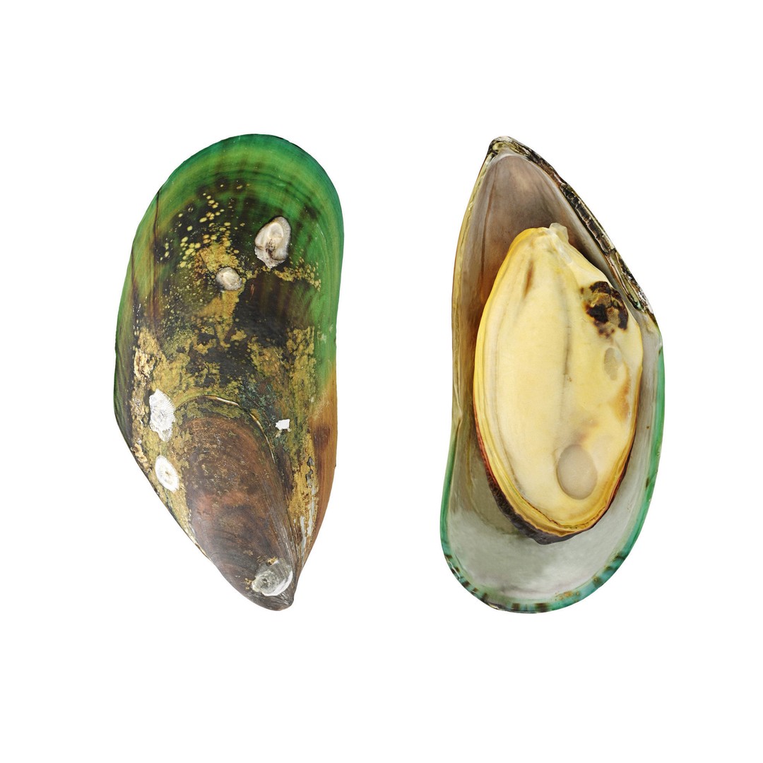 Mussel Green Shell 3D Model – High Poly Photogrammetry Asset, FBX/OBJ - View 13