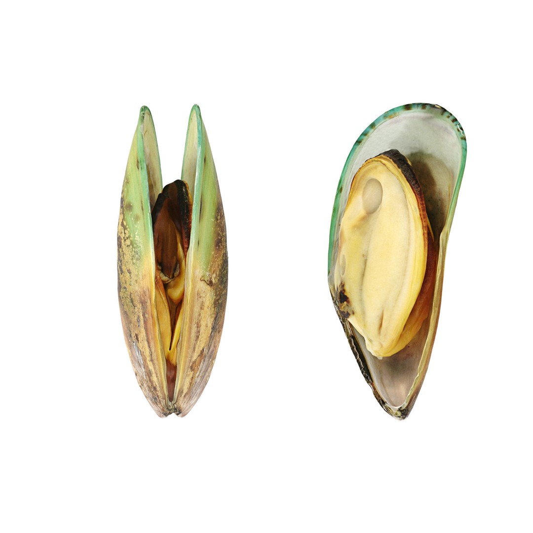 Mussel Green Shell 3D Model – High Poly Photogrammetry Asset, FBX/OBJ - View 14