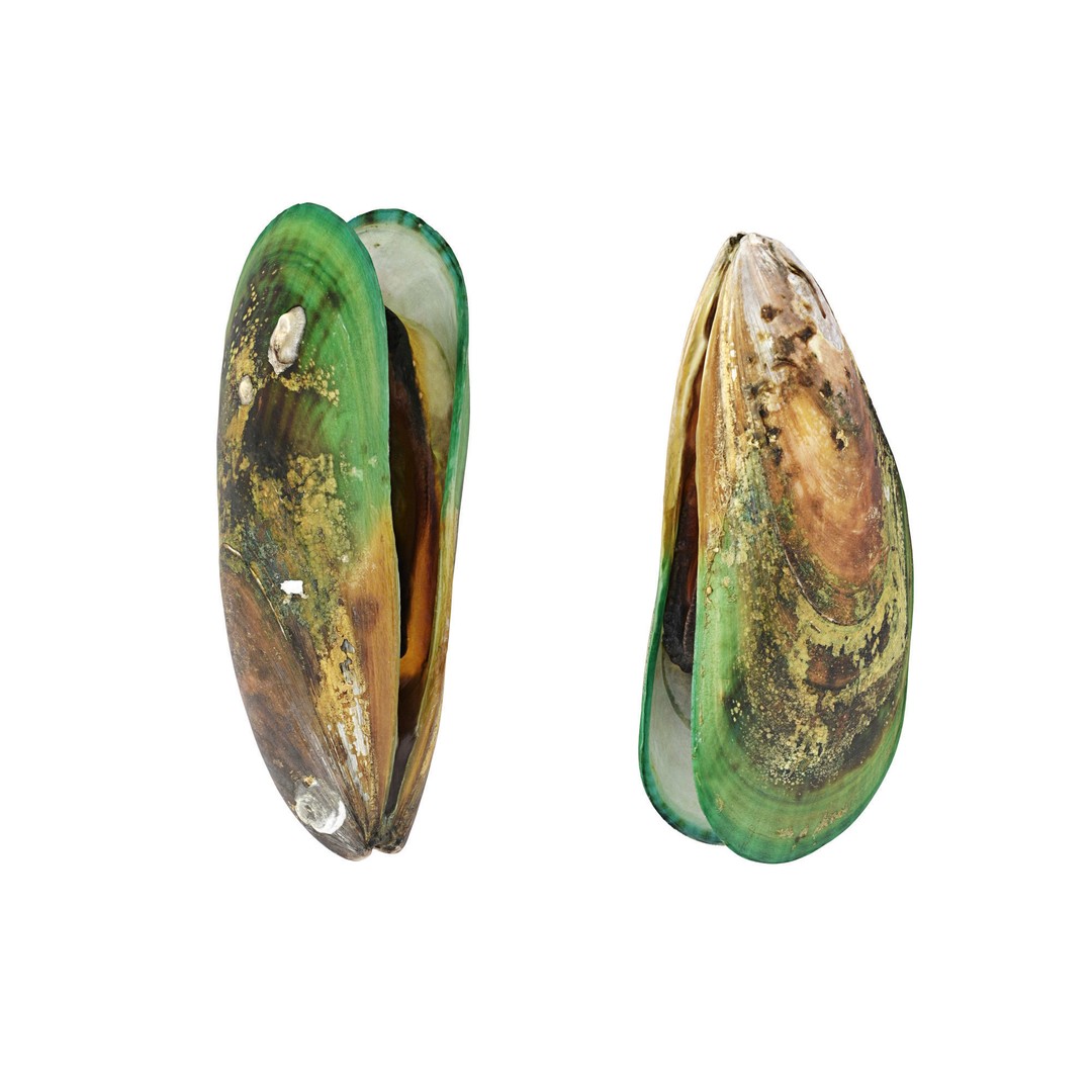 Mussel Green Shell 3D Model – High Poly Photogrammetry Asset, FBX/OBJ - View 15