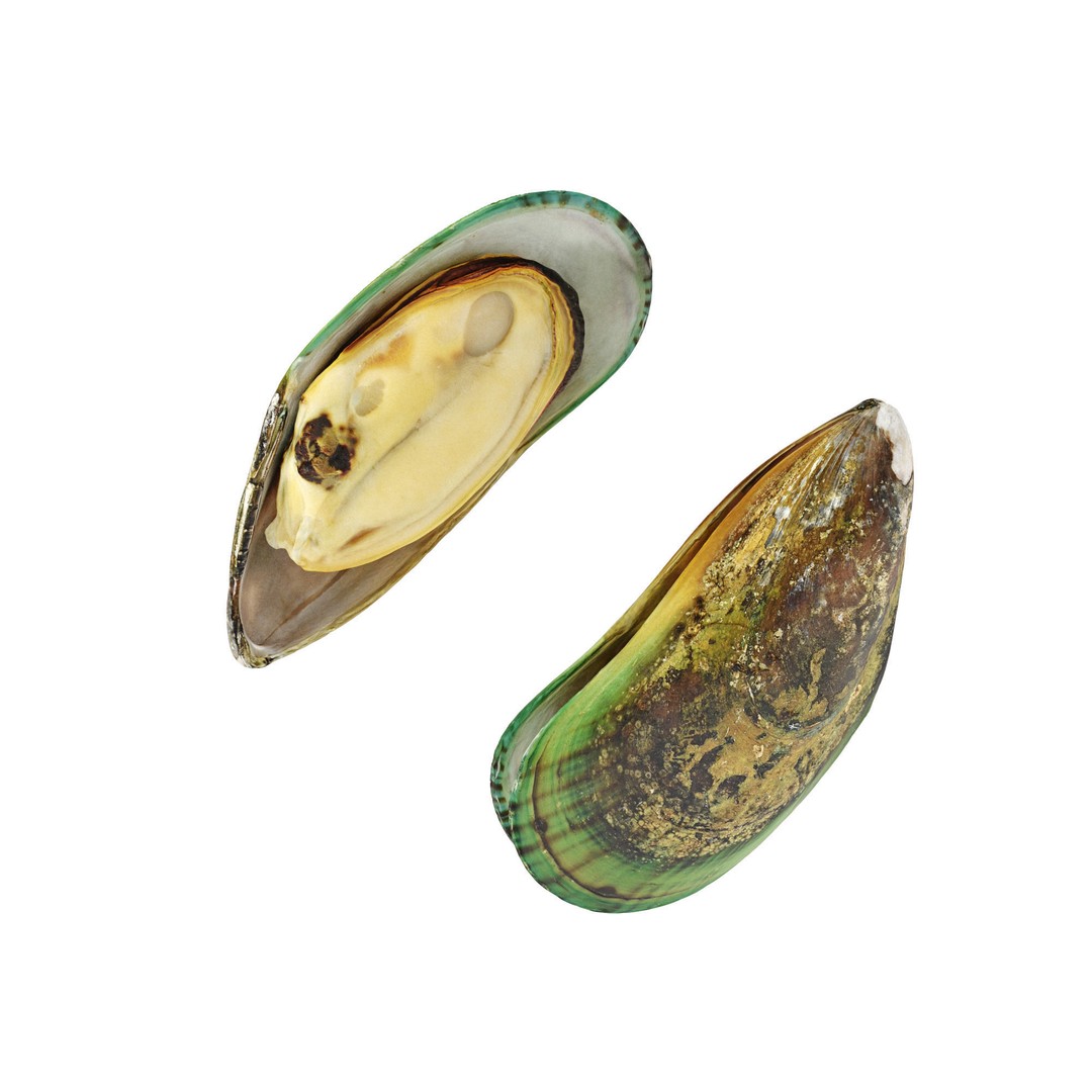 Mussel Green Shell 3D Model – High Poly Photogrammetry Asset, FBX/OBJ - View 16