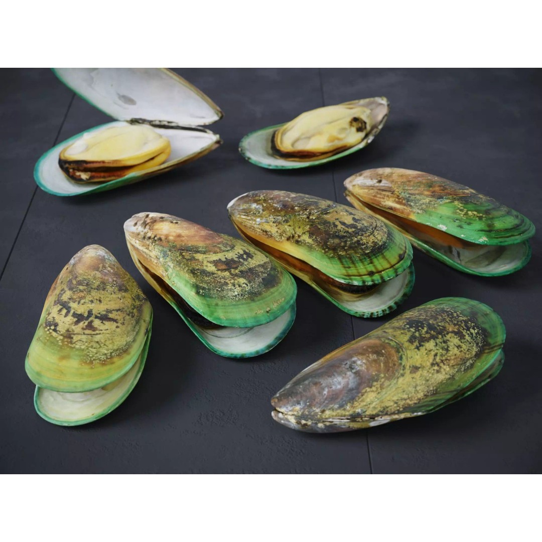 Mussel Green Shell 3D Model – High Poly Photogrammetry Asset, FBX/OBJ - View 2