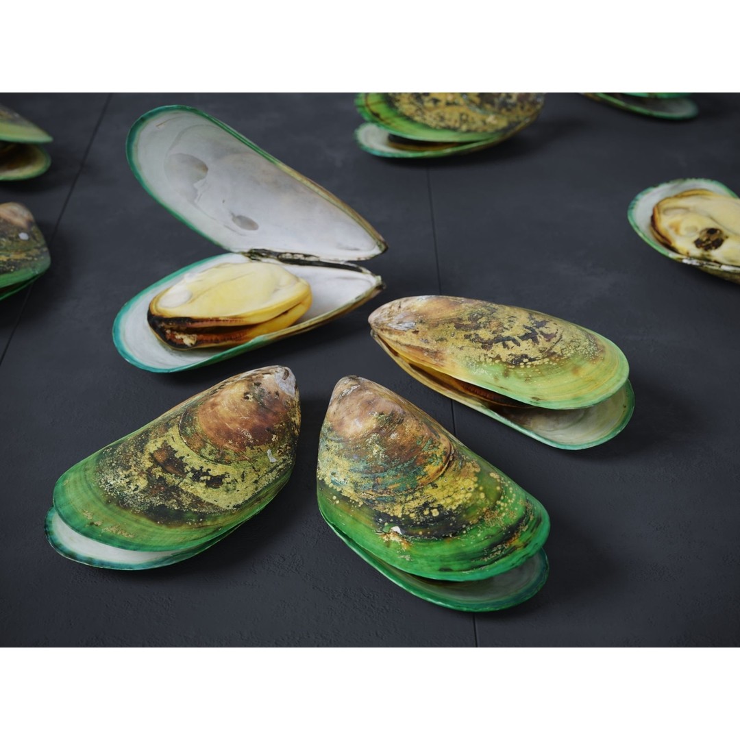 Mussel Green Shell 3D Model – High Poly Photogrammetry Asset, FBX/OBJ - View 3